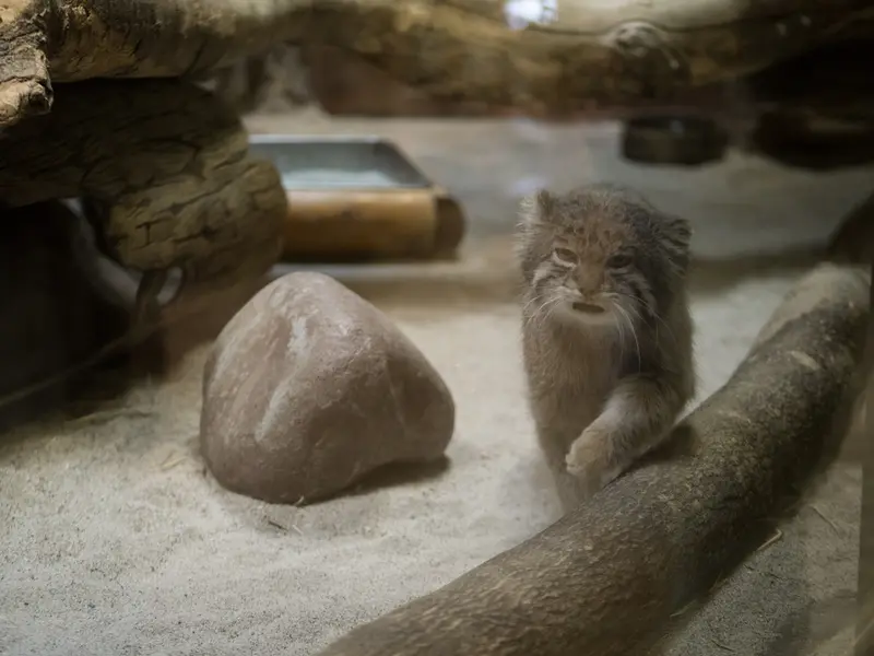 恩賜上野動物園のクリョンの写真