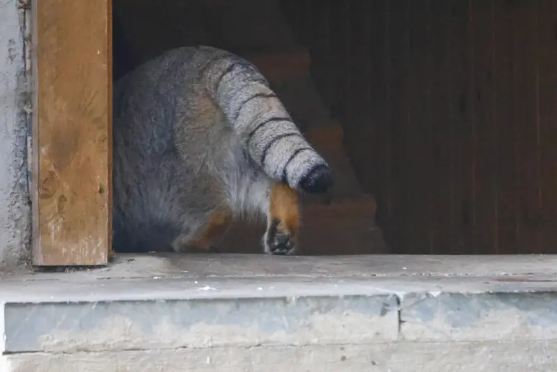 モスクワ動物園のティモフェイの写真