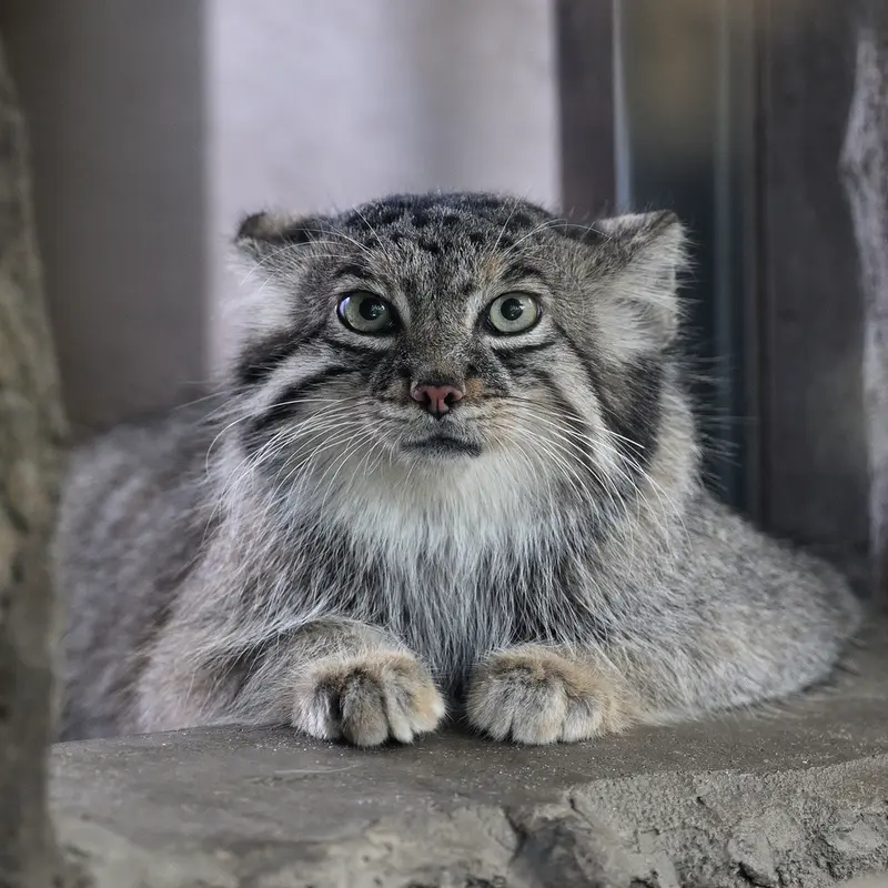 神戸どうぶつ王国のアズの写真
