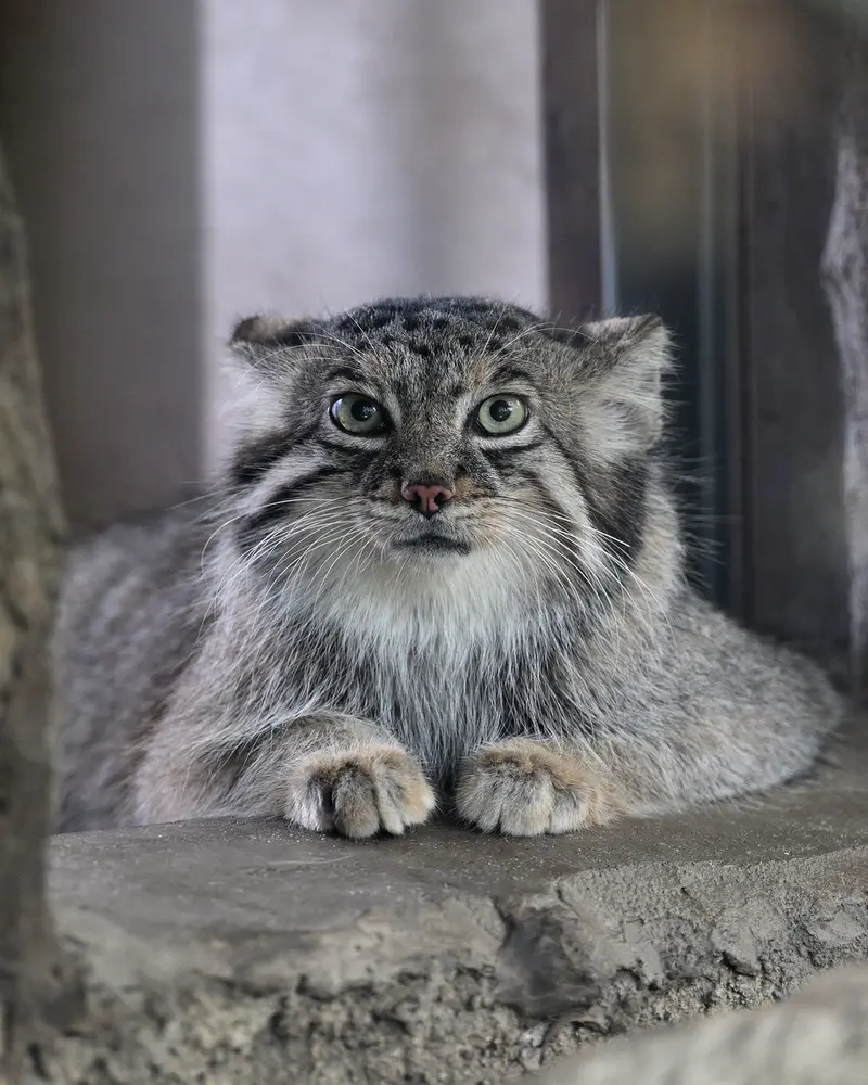 神戸どうぶつ王国のアズの写真