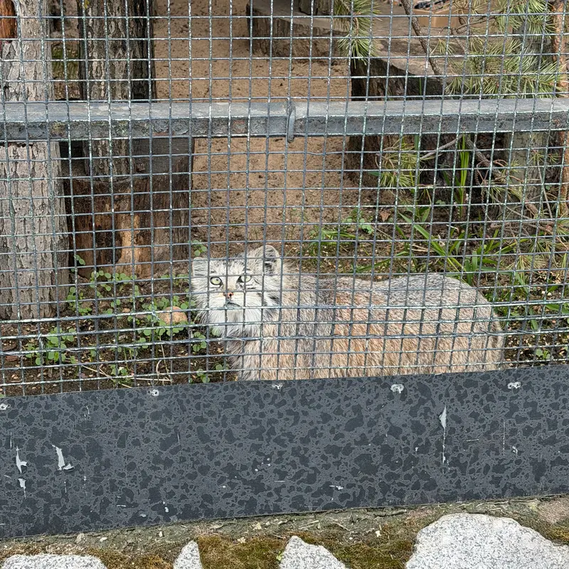 レニングラード動物園のナミカの写真