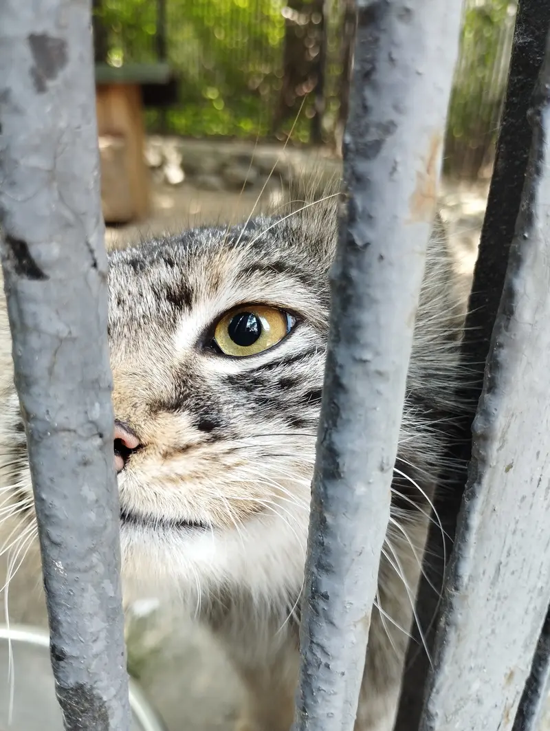 ノヴォシビルスク動物園のマヌルネコの写真