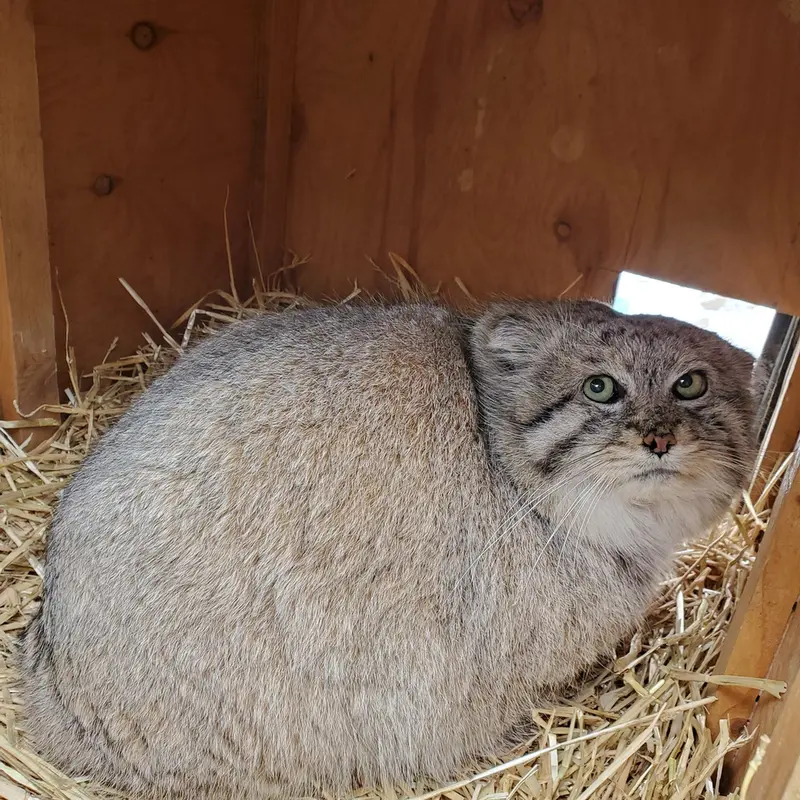 シンシナティ動物園のムシュドッグの写真
