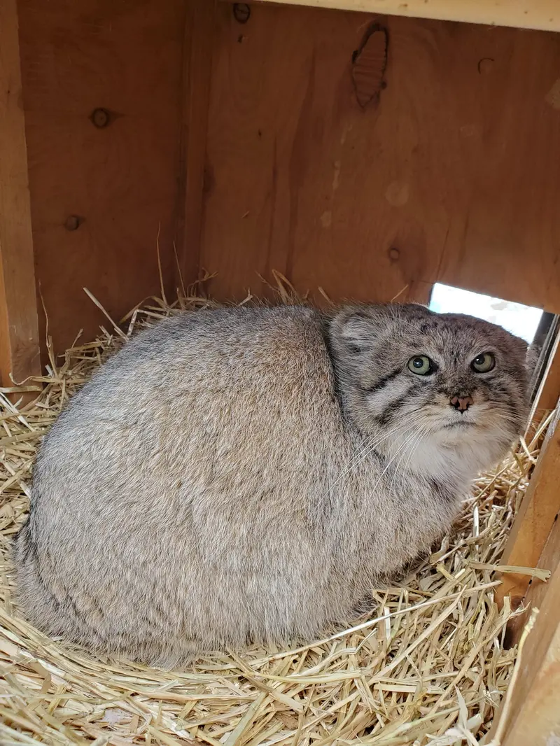 シンシナティ動物園のムシュドッグの写真