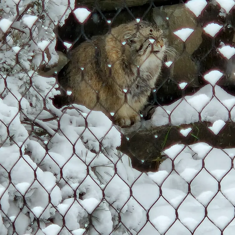 カルガリー動物園 / ワイルダー研究所のオラフの写真
