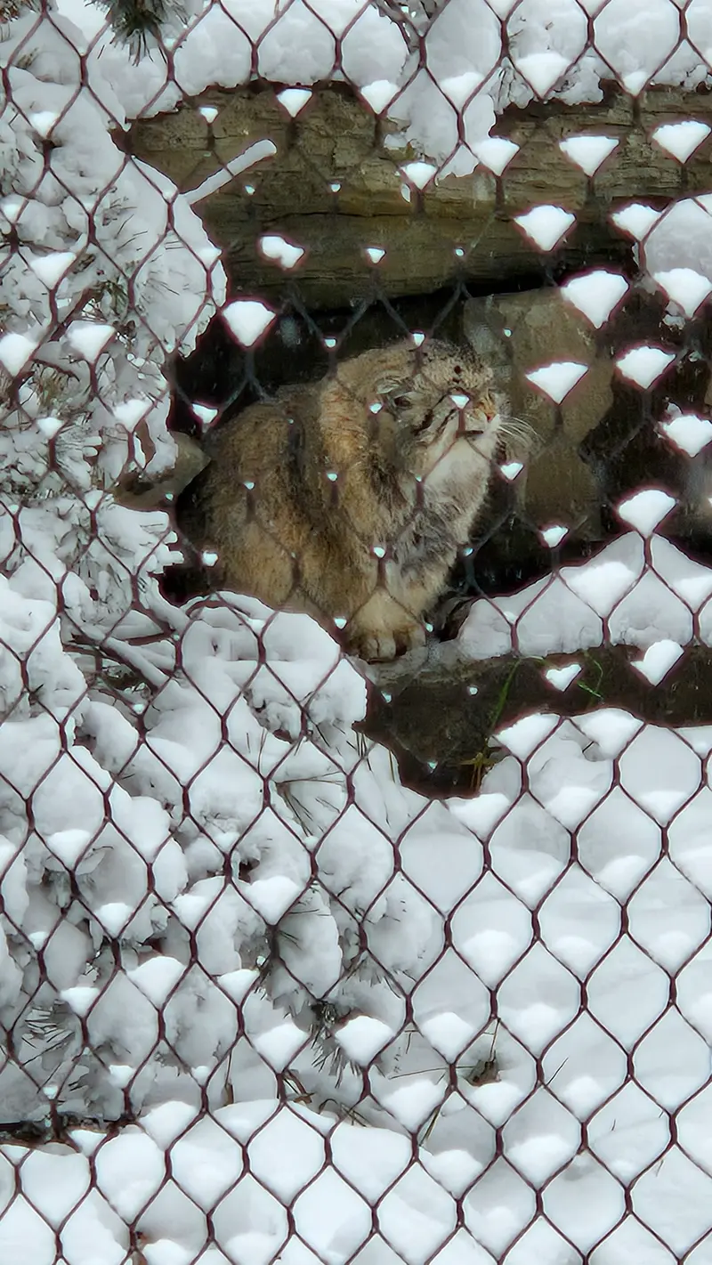 カルガリー動物園 / ワイルダー・インスティテュートのオラフの写真