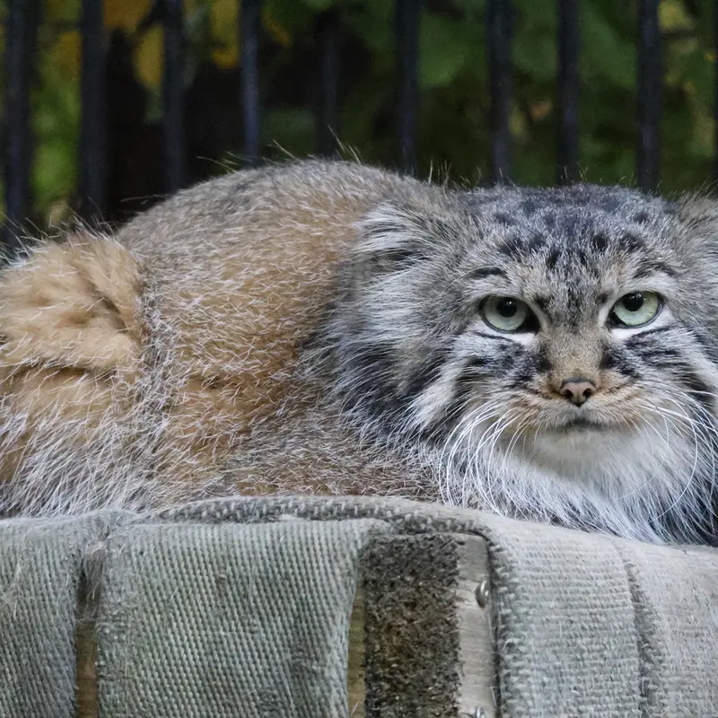 ノヴォシビルスク動物園のガビの写真
