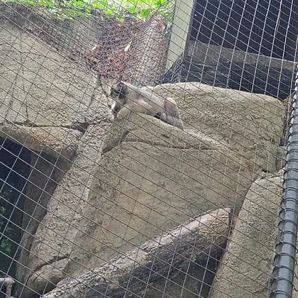 シンシナティ動物園のマヌルネコの写真