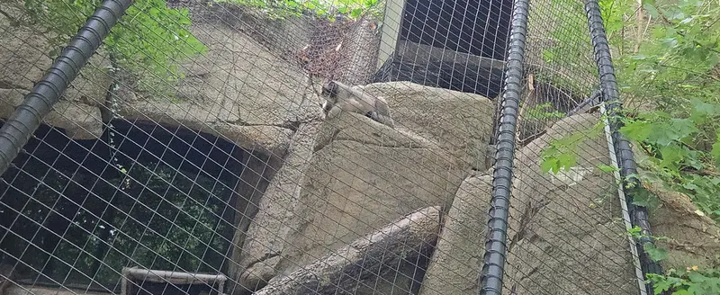 シンシナティ動物園のマヌルネコの写真