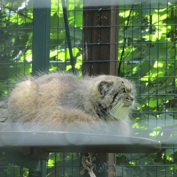 デッサウ動物園のマンニの写真