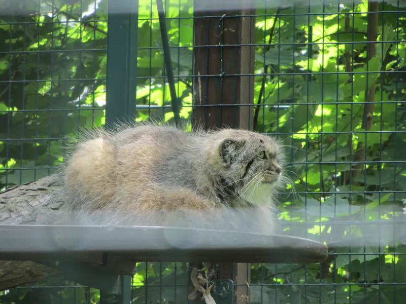 デッサウ動物園のマンニの写真