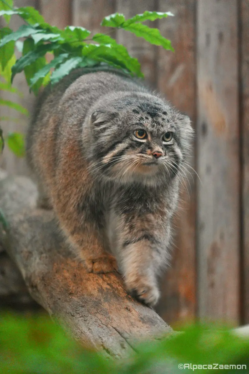 神戸どうぶつ王国のナルの写真