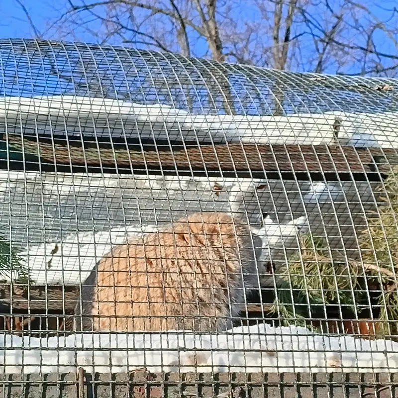 マヌルネコの写真