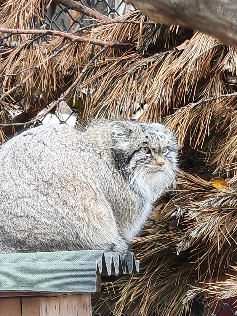 ノヴォシビルスク動物園のスネジンカの写真