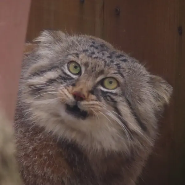埼玉県こども動物自然公園のロータスの写真