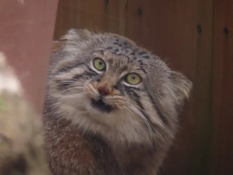埼玉県こども動物自然公園のロータスの写真