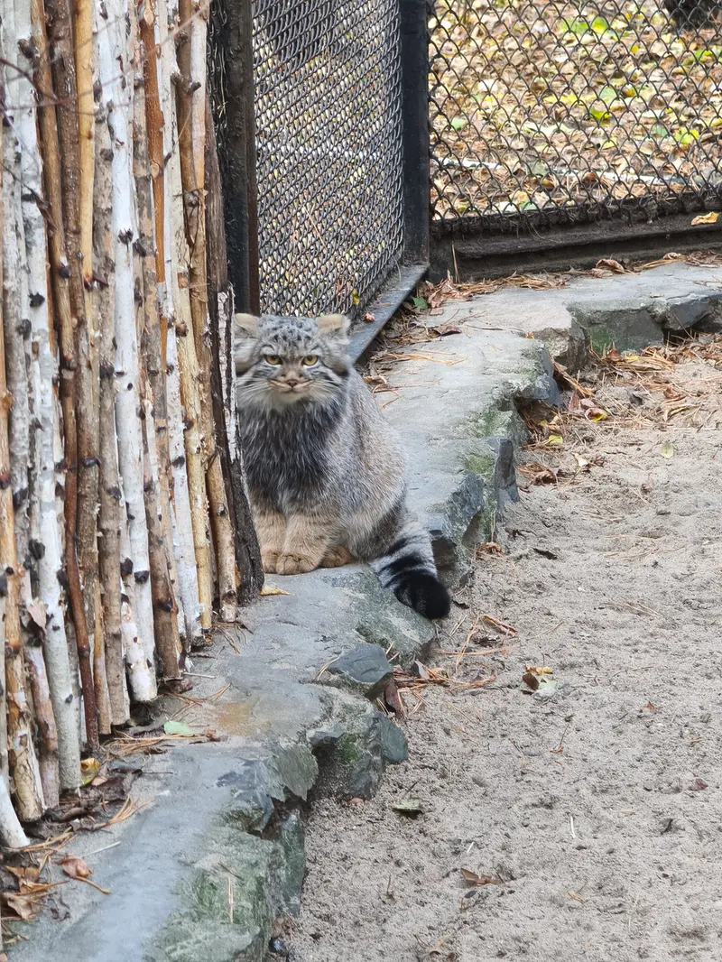 ノヴォシビルスク動物園のマヌルネコの写真