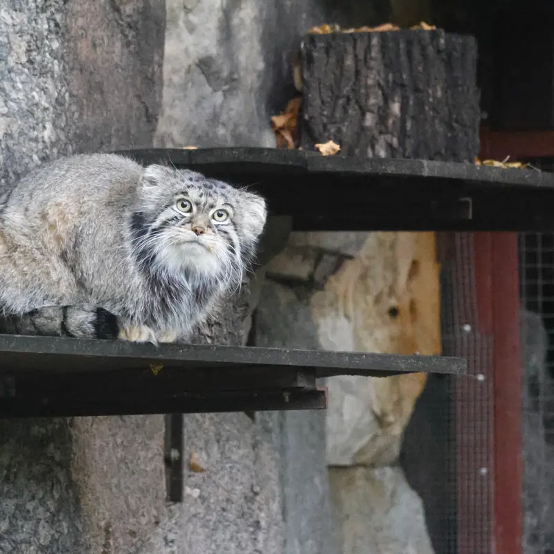モスクワ動物園のティモフェイの写真