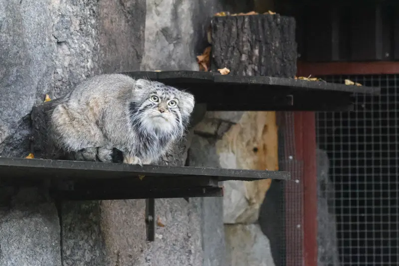 モスクワ動物園のティモフェイの写真