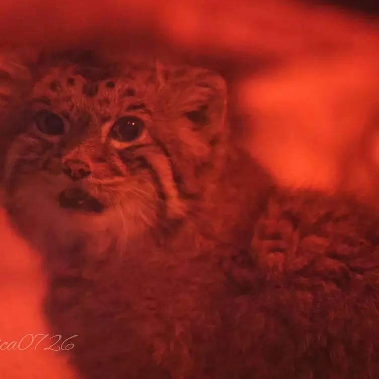 恩賜上野動物園のナイマの写真