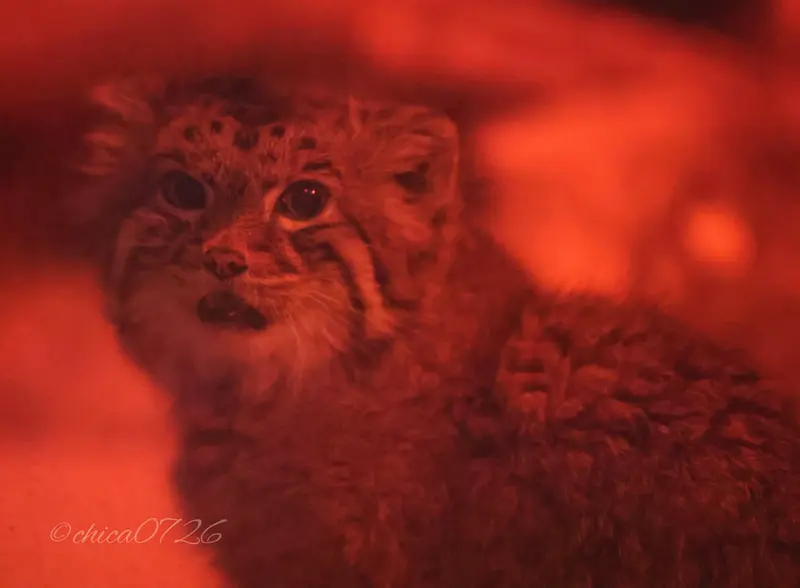 恩賜上野動物園のナイマの写真