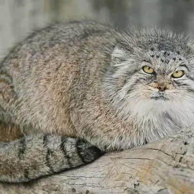チューリッヒ動物園のアグルニアの写真