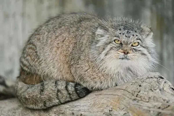 チューリッヒ動物園のアグルニアの写真