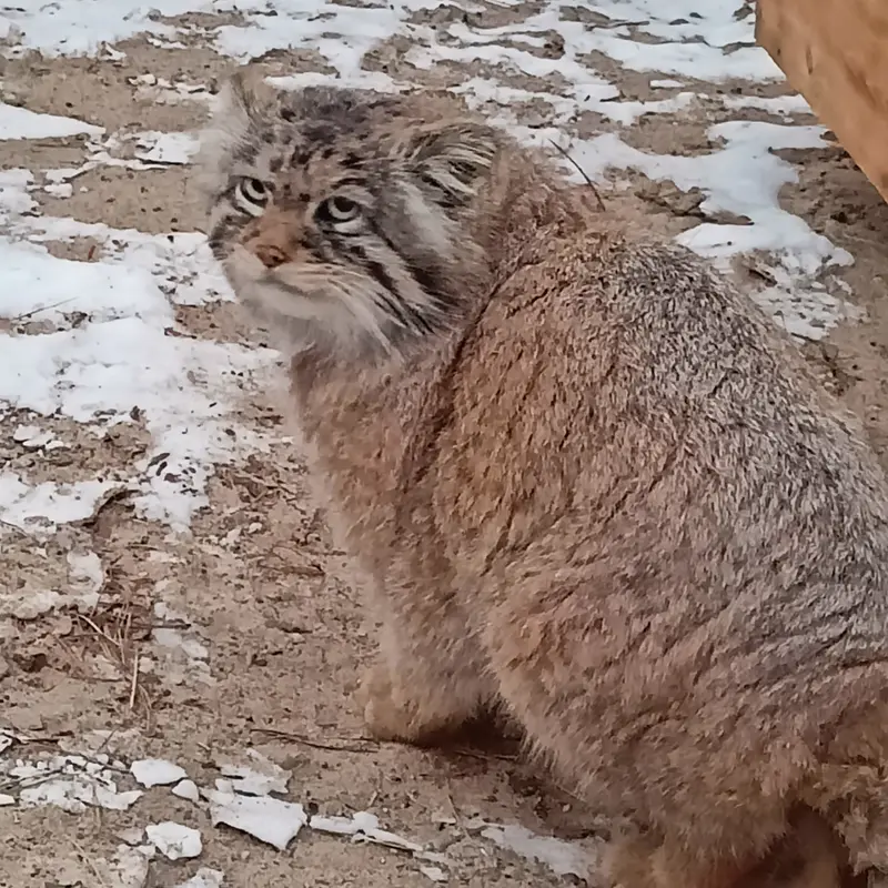 ノヴォシビルスク動物園のジョージの写真