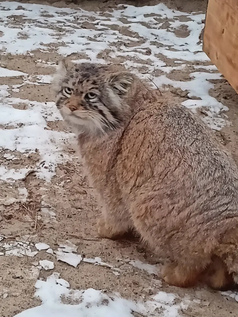 ノヴォシビルスク動物園のジョージの写真