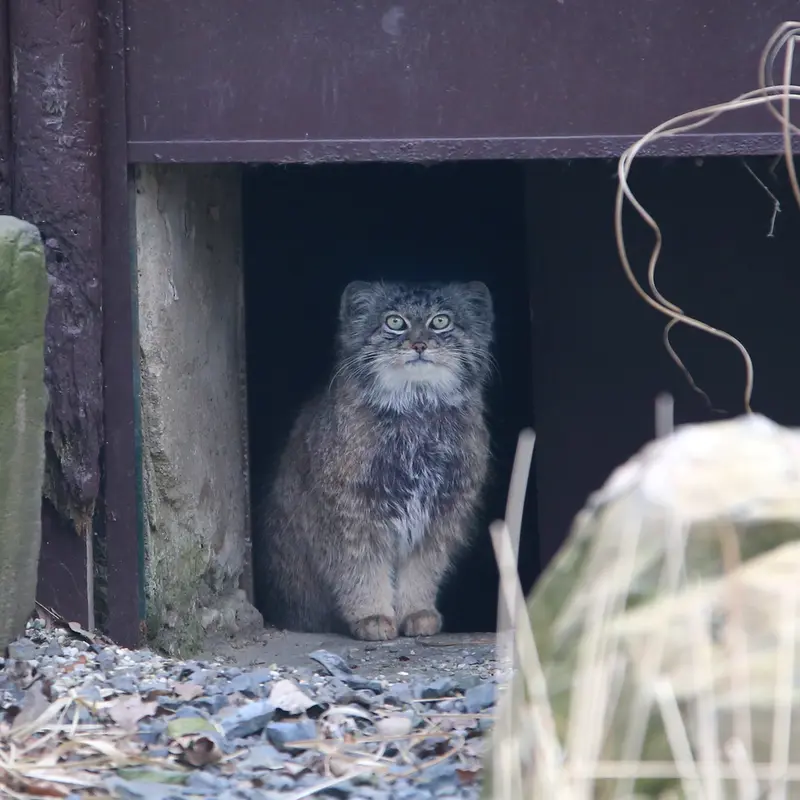 オストラヴァ動物園のプルトンの写真