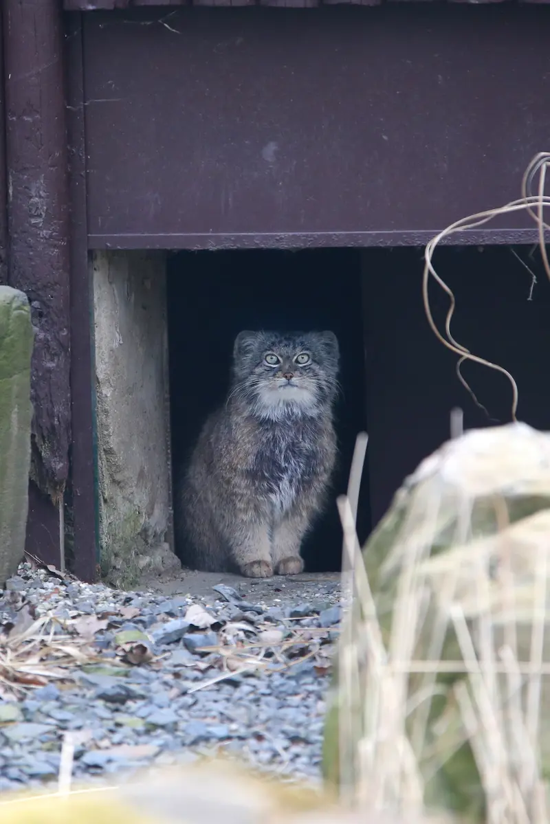 オストラヴァ動物園のプルトンの写真