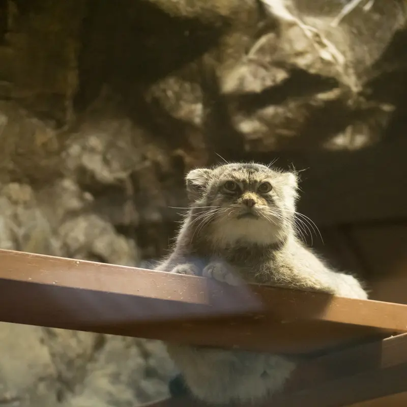 恩賜上野動物園のプリームラの写真