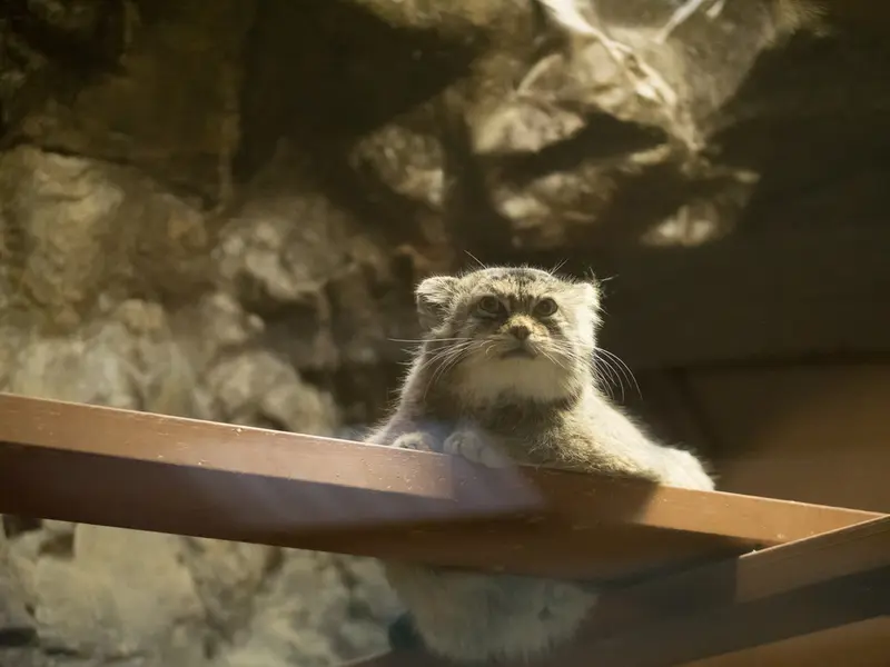 恩賜上野動物園のプリームラの写真