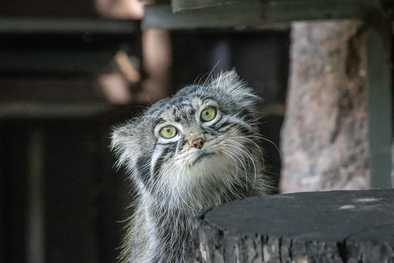 モスクワ動物園のティモフェイの写真