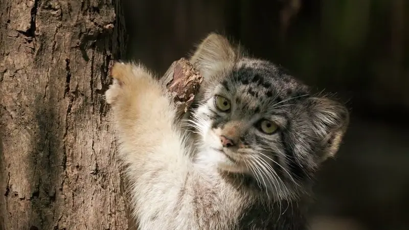 Novosibirsk Zooのイヴ、ボリス、ヴィオレッタ、ゾーシャ、シルヴェスターとイヴの息子 2023 Ⅴの動画