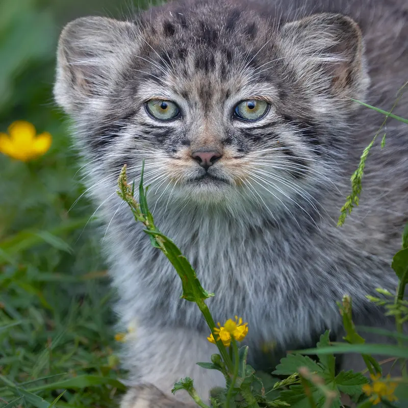 ポート・リムプネ・ワイルド・アニマル・パークのナムーの子猫 b. 2026 Ⅱの写真