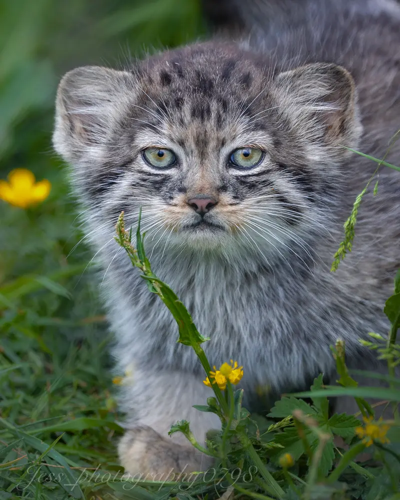 ポート・リムプネ・ワイルド・アニマル・パークのナムーの子猫 b. 2026 Ⅱの写真