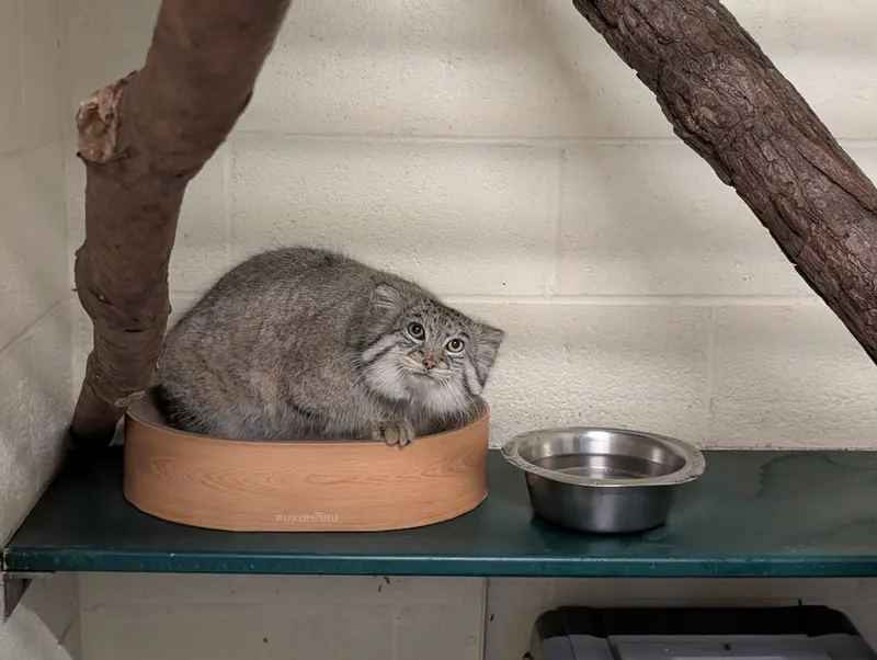 オグルベイ・グッド動物園のディーンの写真