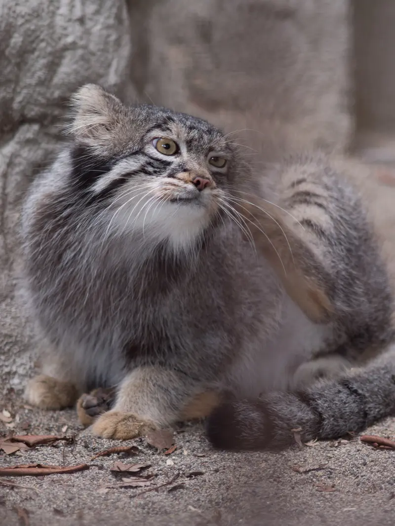 野毛山動物園のフィーガの写真