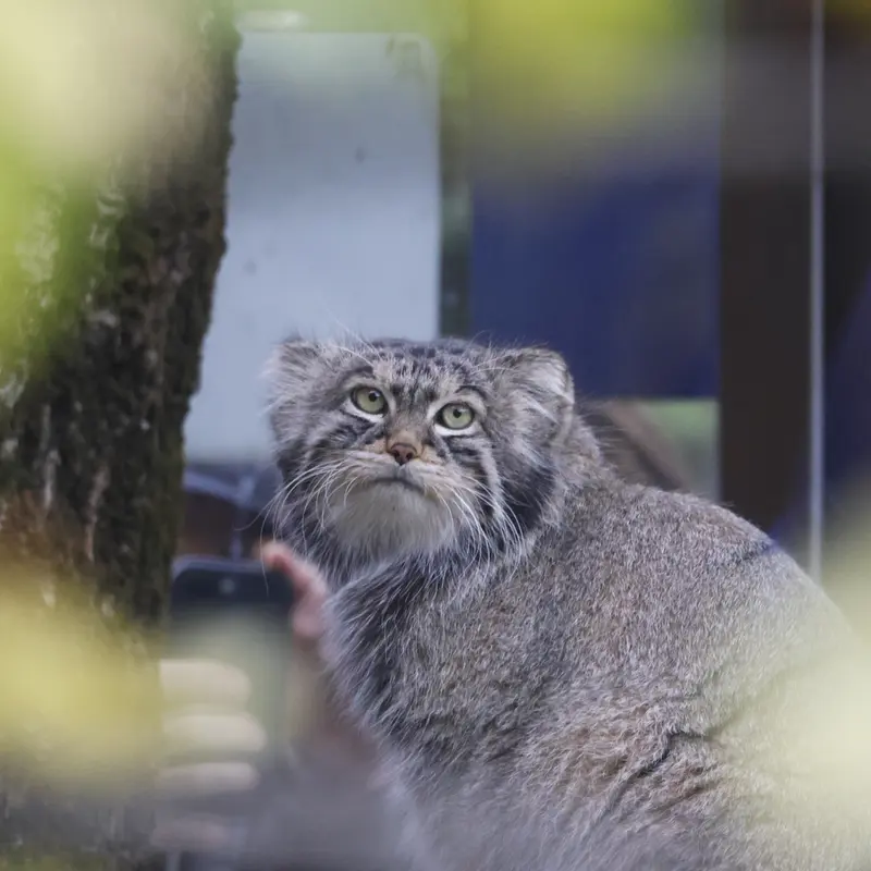 モスクワ動物園のティモフェイの写真