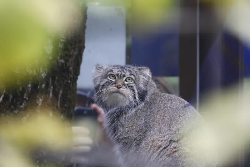 モスクワ動物園のティモフェイの写真
