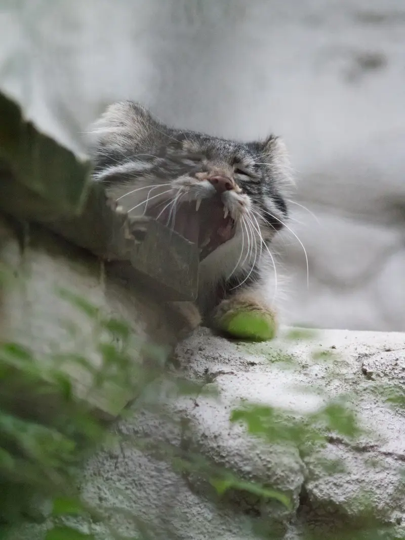 野毛山動物園のフィーガの写真