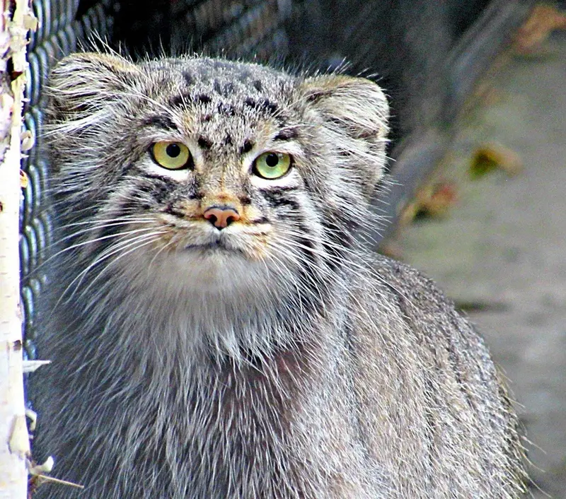 ノヴォシビルスク動物園のマヌルネコの写真