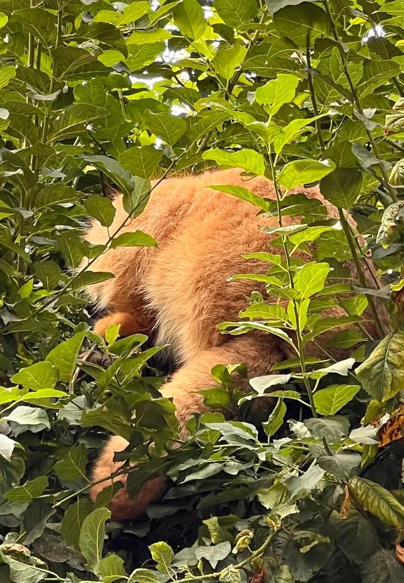 マヌルネコの写真