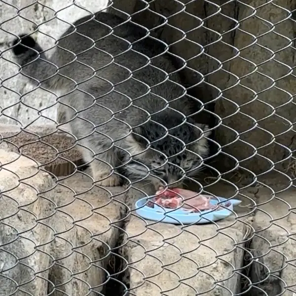 ウッドランド・パーク動物園のマヌルネコの写真