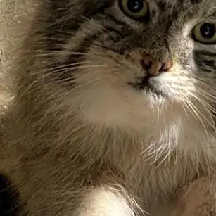 ニアイビ動物園のハルトの写真