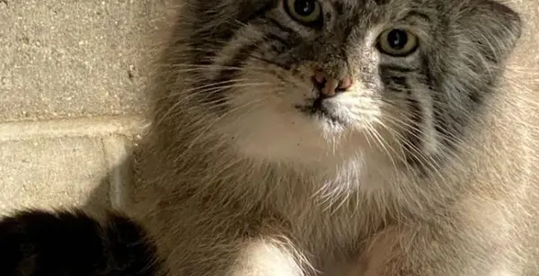 ニアビ動物園のハルトの写真