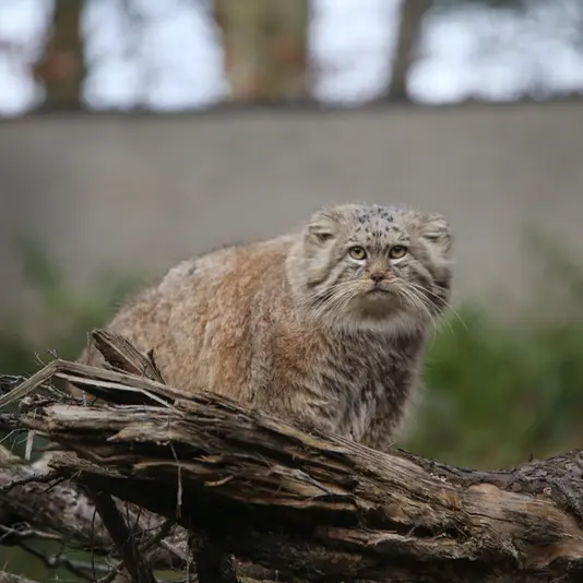 グダニスク動物園のマヌエルの写真