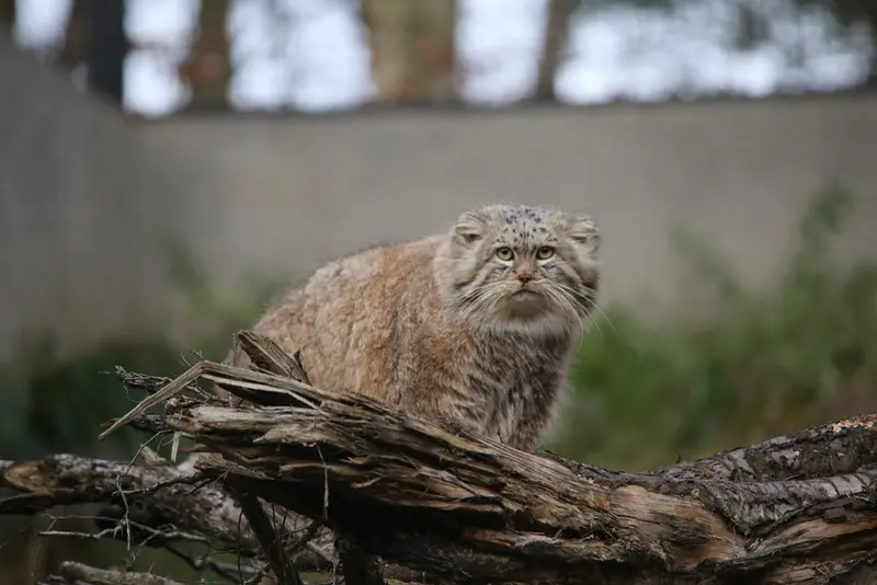 グダニスク動物園のマヌエルの写真