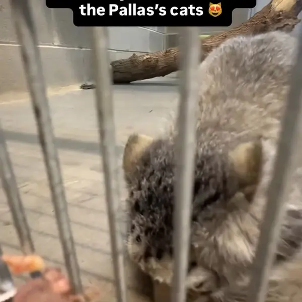 エルムウッド・パーク動物園のマヌルネコの写真